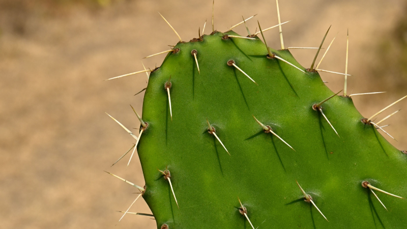 Eastern Prickly Pear Cactus with red fruits