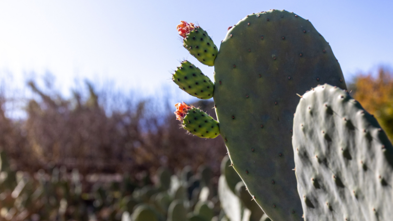 Eastern Prickly Pear Cactus HD photo