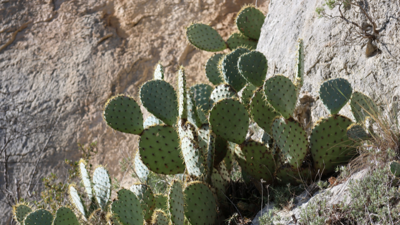Eastern Prickly Pear Cactus in rocky landscape
