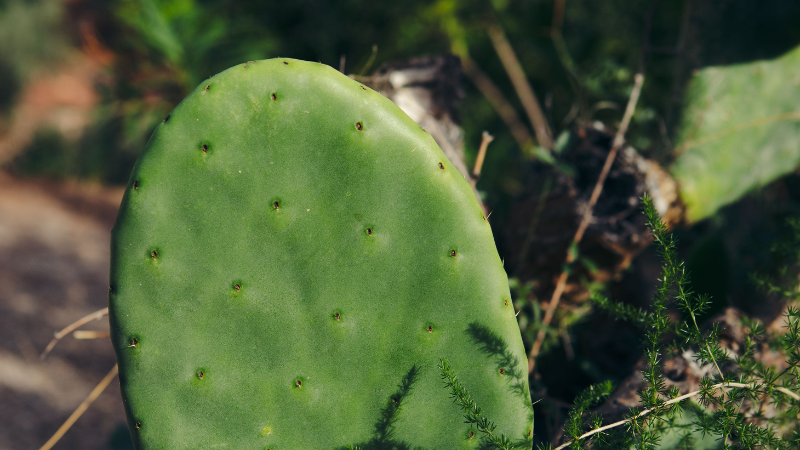 Green pads of Eastern Prickly Pear Cactus