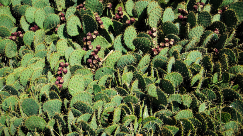 Eastern Prickly Pear Cactus with yellow blooms
