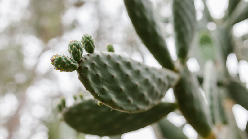 Eastern Prickly Pear Cactus in natural habitat