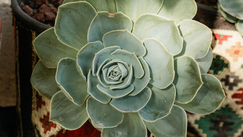 Close-up of Echeveria leaves