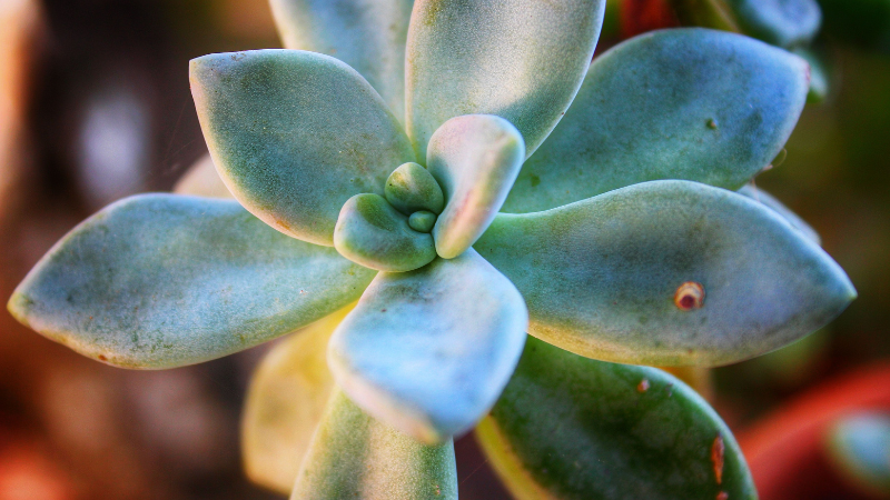 Echeveria succulent collection