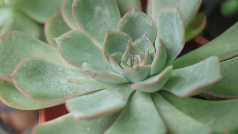 Echeveria growing in garden