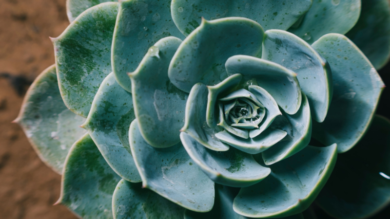 HD image of Echeveria plant