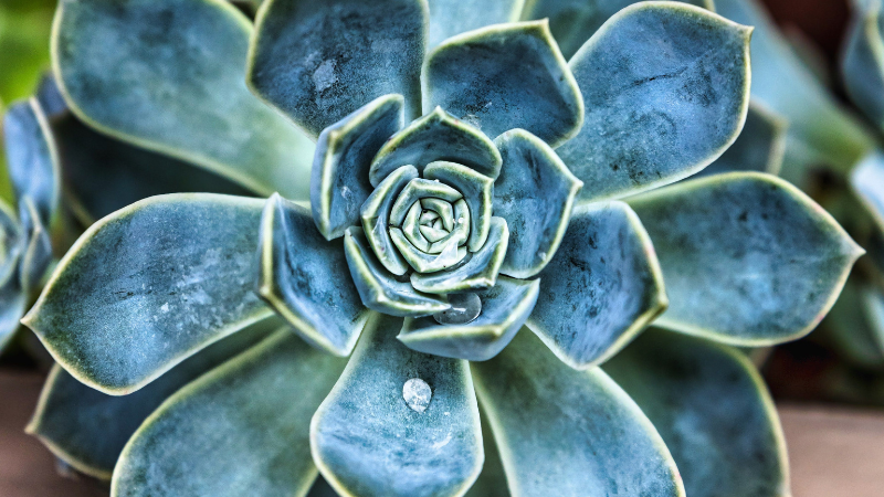 Echeveria succulent plant with rosette-shaped leaves