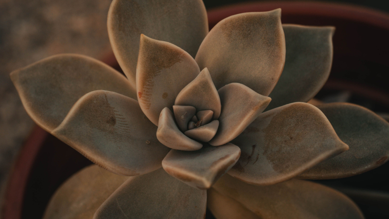 Echeveria succulent plant close-up