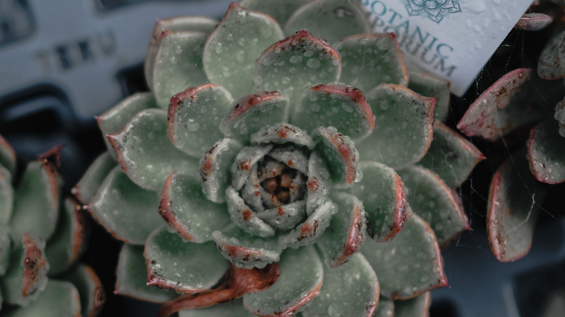 Echeveria rosette succulent