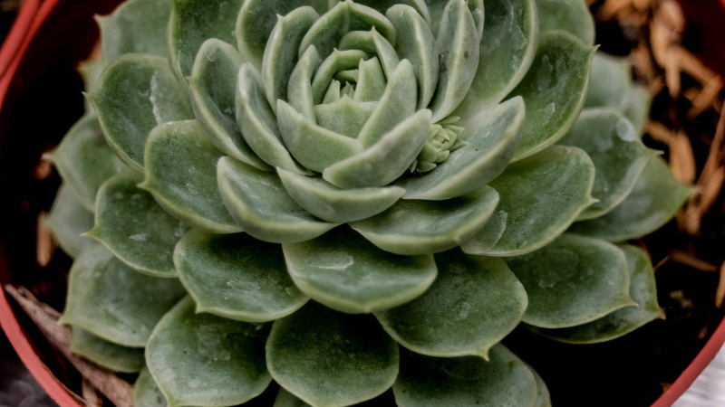 Green Echeveria succulent plant