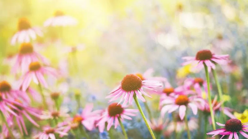 Pink Echinacea flowers glowing softly in warm golden sunlight in a garden meadow.