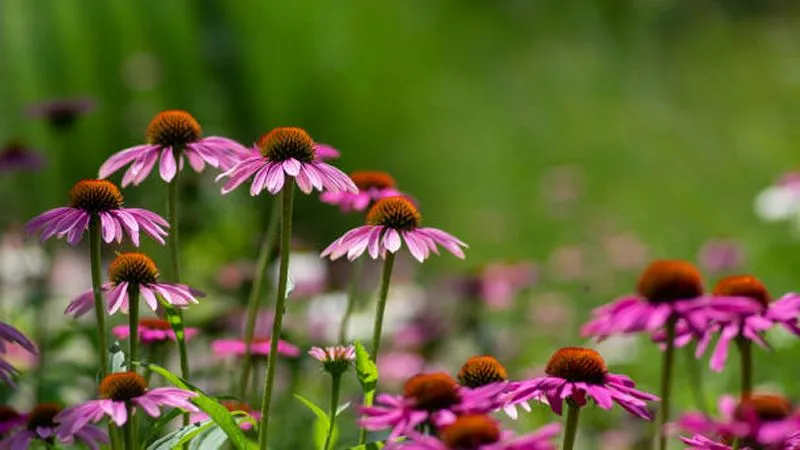 Several pink Echinacea flowers on tall stems in a light airy garden planting.
