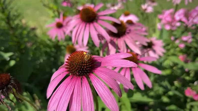 Pink Echinacea flowers with a bee on the central bloom in a sunny summer garden.