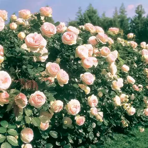 Eden Climber Pierre de Ronsard