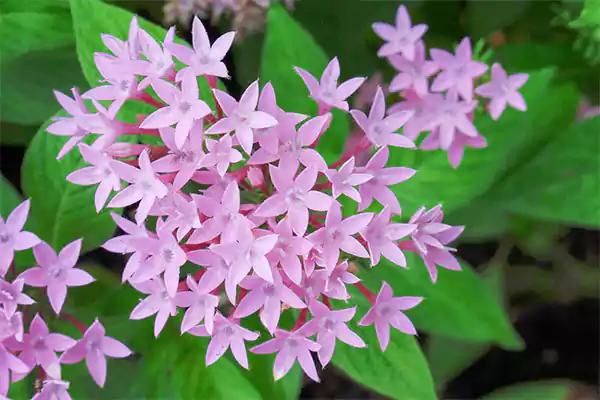 Egyptian Flower