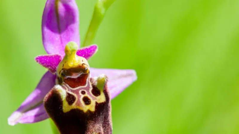 Elegant blooming Bee Orchid flower displaying delicate beauty.