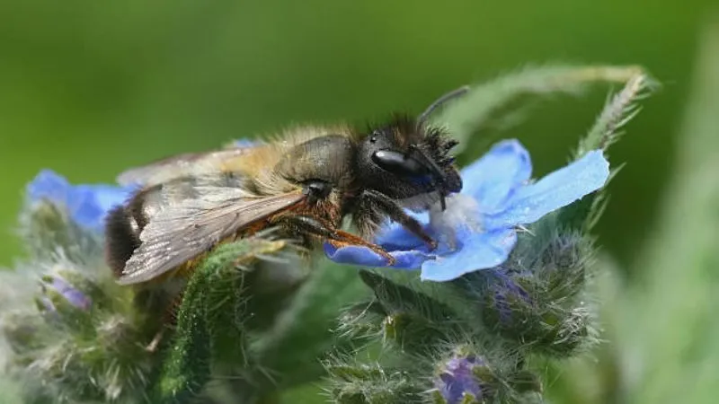 Flowering Plant Bugloss flower with attractive blossoms.
