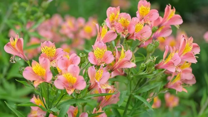 Elegant patterned Alstroemeria flowers featuring distinctive striped petals.