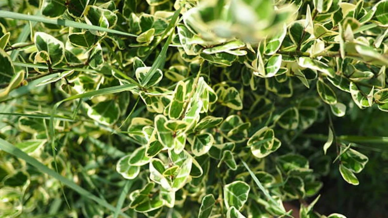 Decorative green and white Emerald Gaiety Creeper foliage