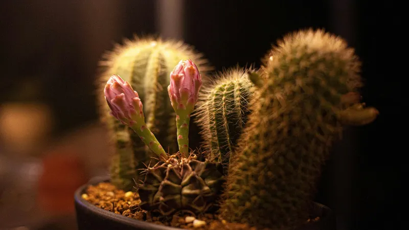 Spiny Ribs Cactus flower buds emerging with developing blossoms.