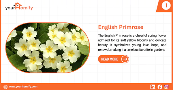 English Primrose