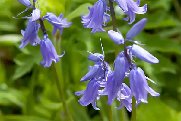 English Bluebell
