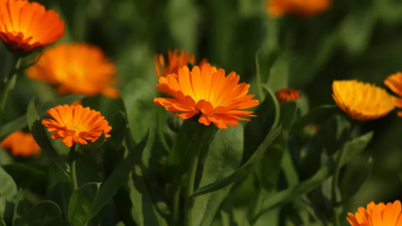 Dark Green Calendula flower growing among leafy foliage.
