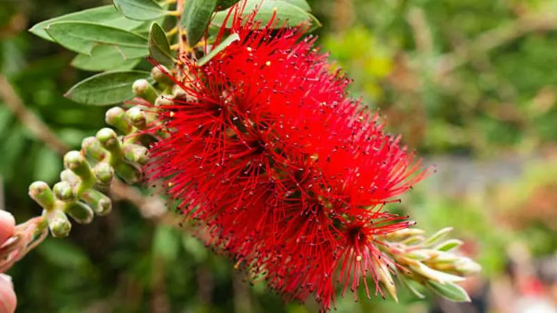Evergreen Leaves Bottle Brush flower growing among green foliage.