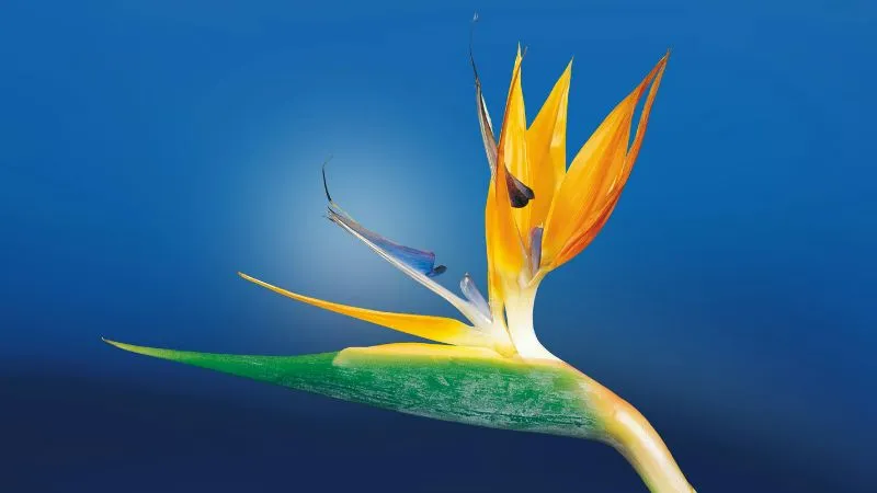 Detailed close-up Bird of Paradise flower showing unique details.