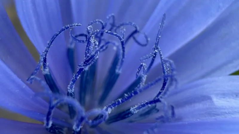 Ultra close-up of blue Chicory flower stamens with visible pollen.