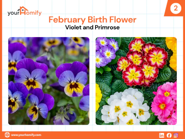 February Flower