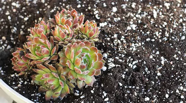 Feeding succulent leaves