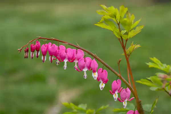 Fernleaf Bleeding Heart plant