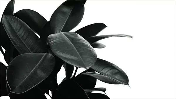 Ficus