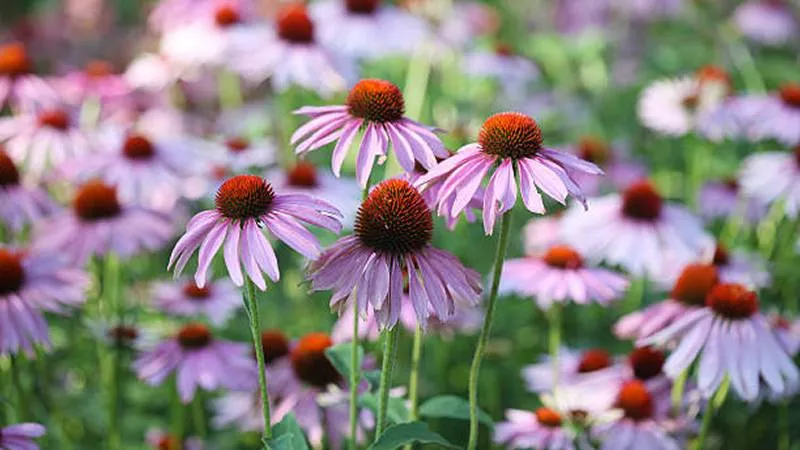 Field of purple Echinacea flowers with orange-brown centers glowing in soft natural light.