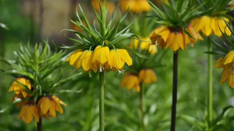 Multiple yellow Crown Imperial flower blooms growing in a row in a garden.