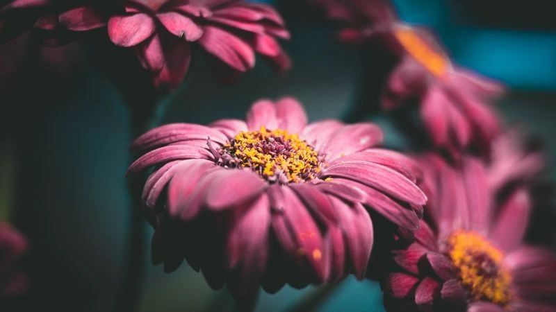 Colorful purple african daisy flowers with golden centers in natural light