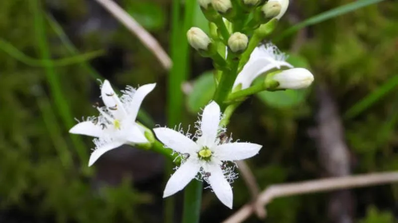Aquatic Foliage Buckbean flower surrounded by floating leaves.