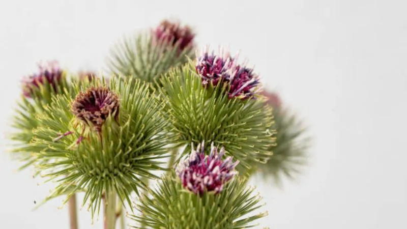 Open Blossoms Burdock flower buds growing alongside blooms.