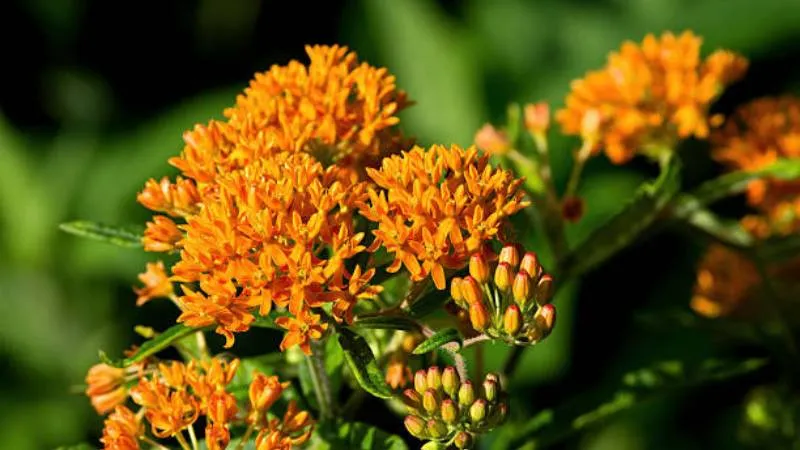Budding Cluster Butterfly Weed flower showing orange blossoms.