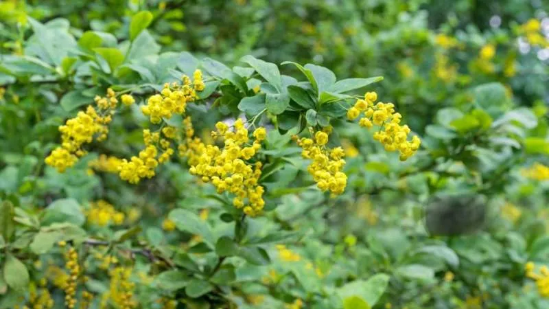 Healthy shrub Barberry flower covered with abundant blossoms.