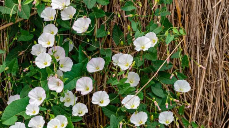 Multiple bloom Bindweed flower growing on a healthy vine.