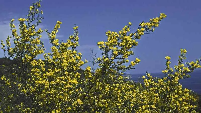 Branching Stem Prickly Broom flower arranged along a branch.