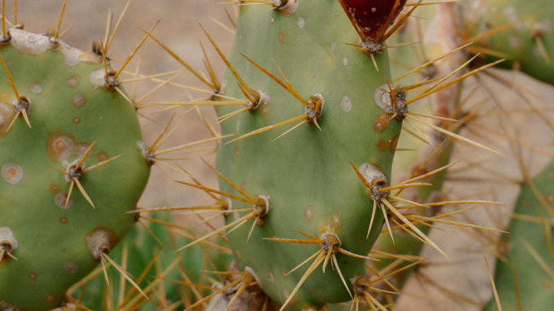Flowering Eastern Prickly Pear Cactus plant