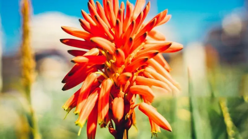 Flowering succulent Aloe plant with healthy green foliage.