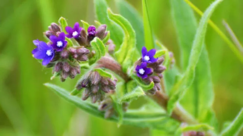 Healthy Plant Bugloss flower showcasing attractive blooms.