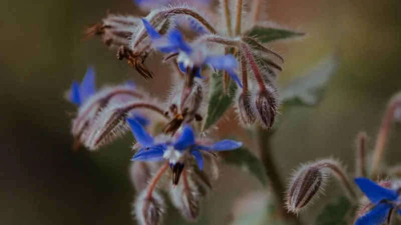Flowering stem Borage flower blooming with attractive petals.