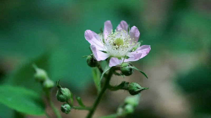 Flowering Stem Bramble flower arranged along a slender stem.