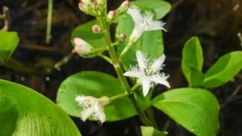 Flowering Stem Buckbean flower arranged beautifully along upright stems.