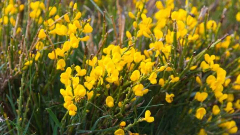Flowering Stem Spanish Broom flower arranged along branches.